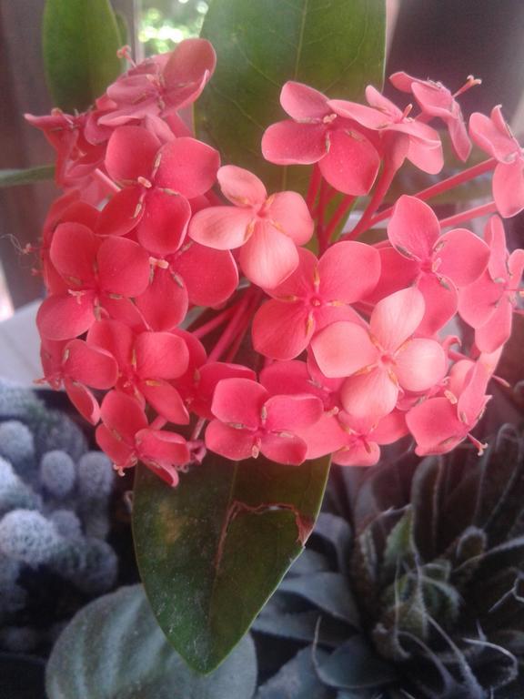 Pensión Flores De Suítes *